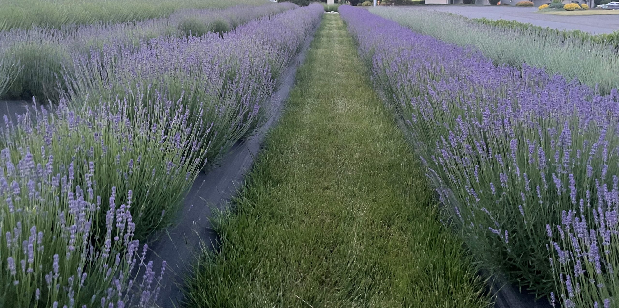 Culinary Lavender — Glacier View Lavender